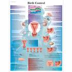 Birth Control Chart, 4006707 [VR1591UU], Sex Education