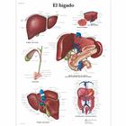 El hígado, 4006852 [VR3425UU], Metabolic System