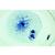 Mitosis and Meiosis Set I, 1013468 [W13456], Plant Cell (Small)