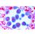 Mitosis and Meiosis Set I, 1013468 [W13456], Cell Divisions (Small)