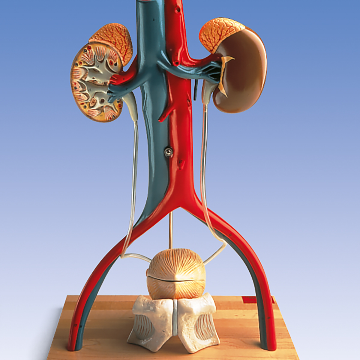 anatomical-teaching-model-plastic-anatomy-models-renal-system