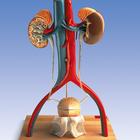 Free-Standing Urinary System, male, 1005535 [W42510], Urology Models