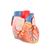 G15: Replacement Heart, 1017297 [XG15-001], Replacements (Small)